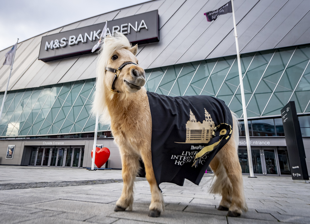 Teddy the Shetland Takes Liverpool by Storm